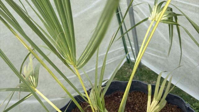 2026年5月-斉藤造園さん購入したての斑入りのサバルヤシを地植えして、風よけをつけた斑がきれいな写真