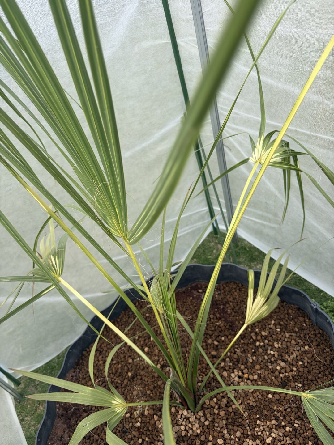 サバルヤシ　斑入り（シンボルツリー確定）variegated-sabal-palm