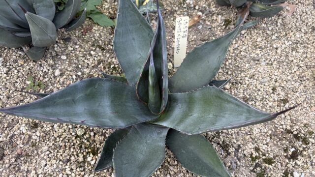 25年11月サルミアナフェロックスとシャークスキンのハイブリットの成長記録、横からの写真