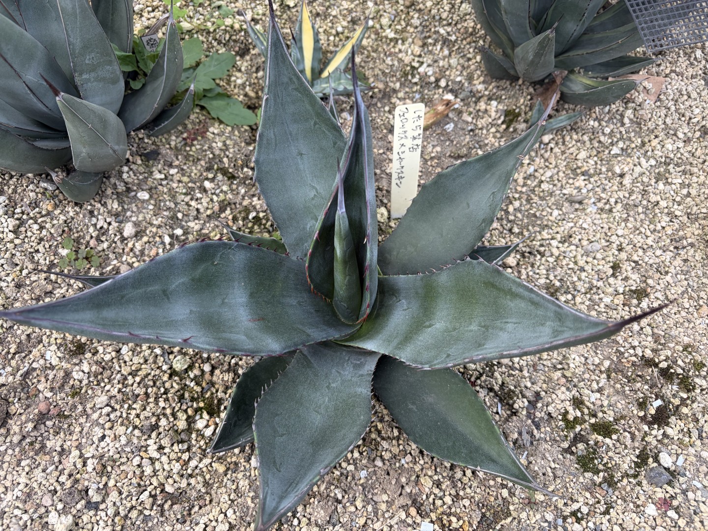 25年11月サルミアナフェロックスとシャークスキンのハイブリットの成長記録、横からの写真