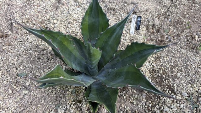 25年11月サルミアナフェロックス　グリーンゴブレット覆輪の成長記録、横からの写真