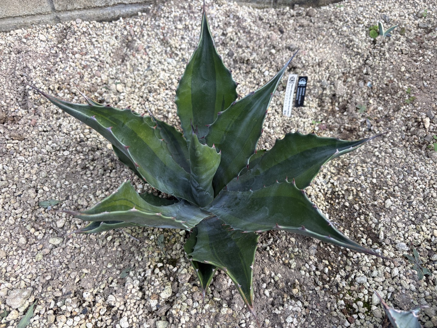 25年11月サルミアナフェロックス　グリーンゴブレット覆輪の成長記録、横からの写真