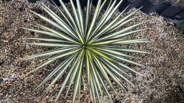 25年11月アロイフォリア中斑の成長記録、上からの写真