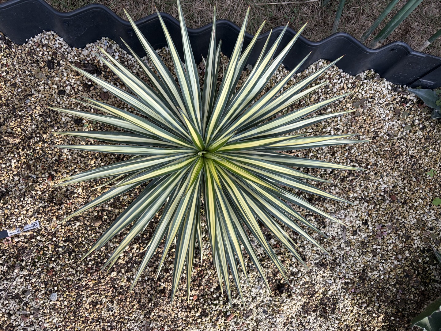 25年11月アロイフォリア中斑の成長記録、上からの写真