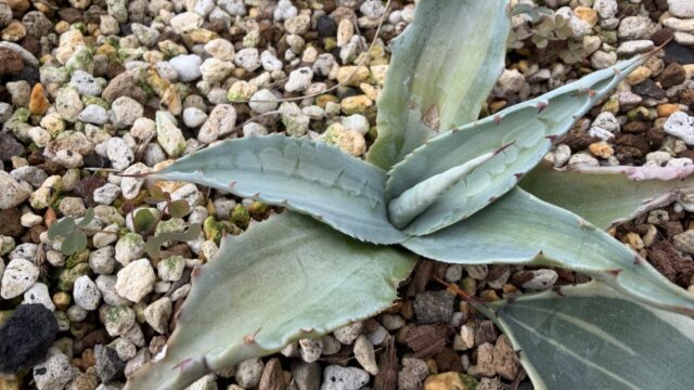 25年11月オバティフォリア白中斑の成長記録、横からの写真