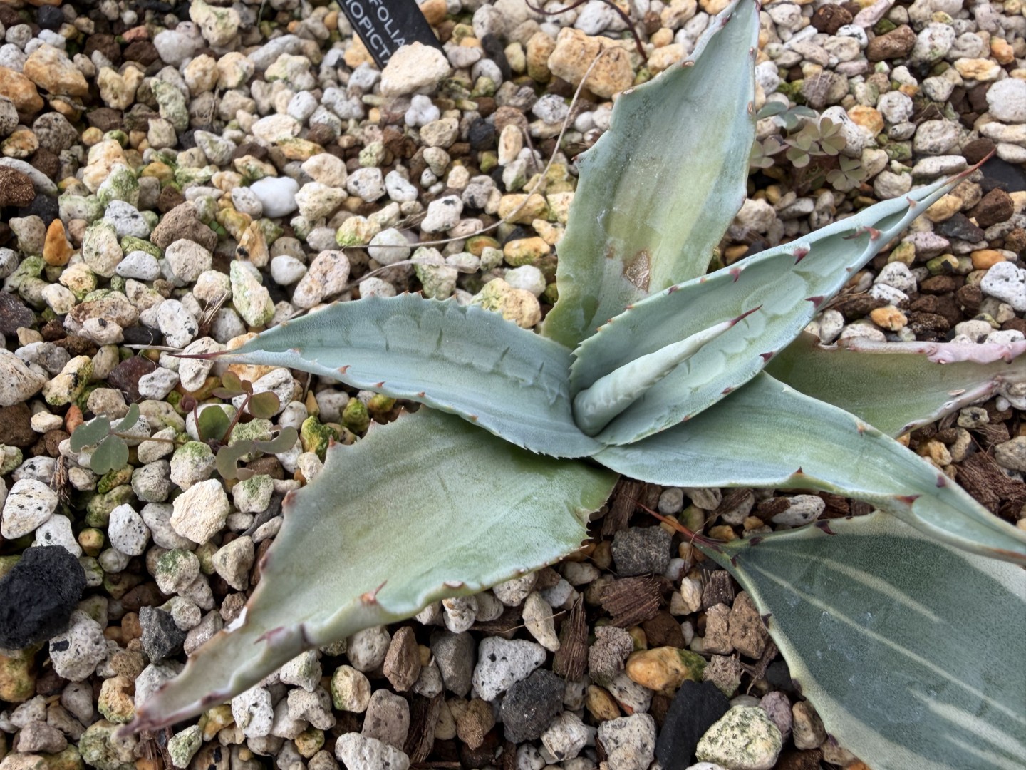 25年11月オバティフォリア白中斑の成長記録、横からの写真