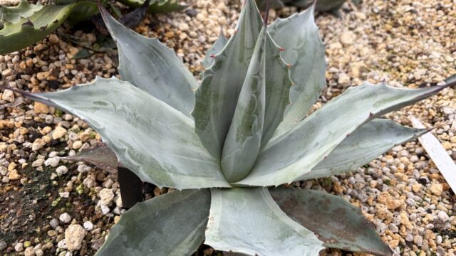 25年11月オバティフォリア凹凸斑の成長記録、横からの写真