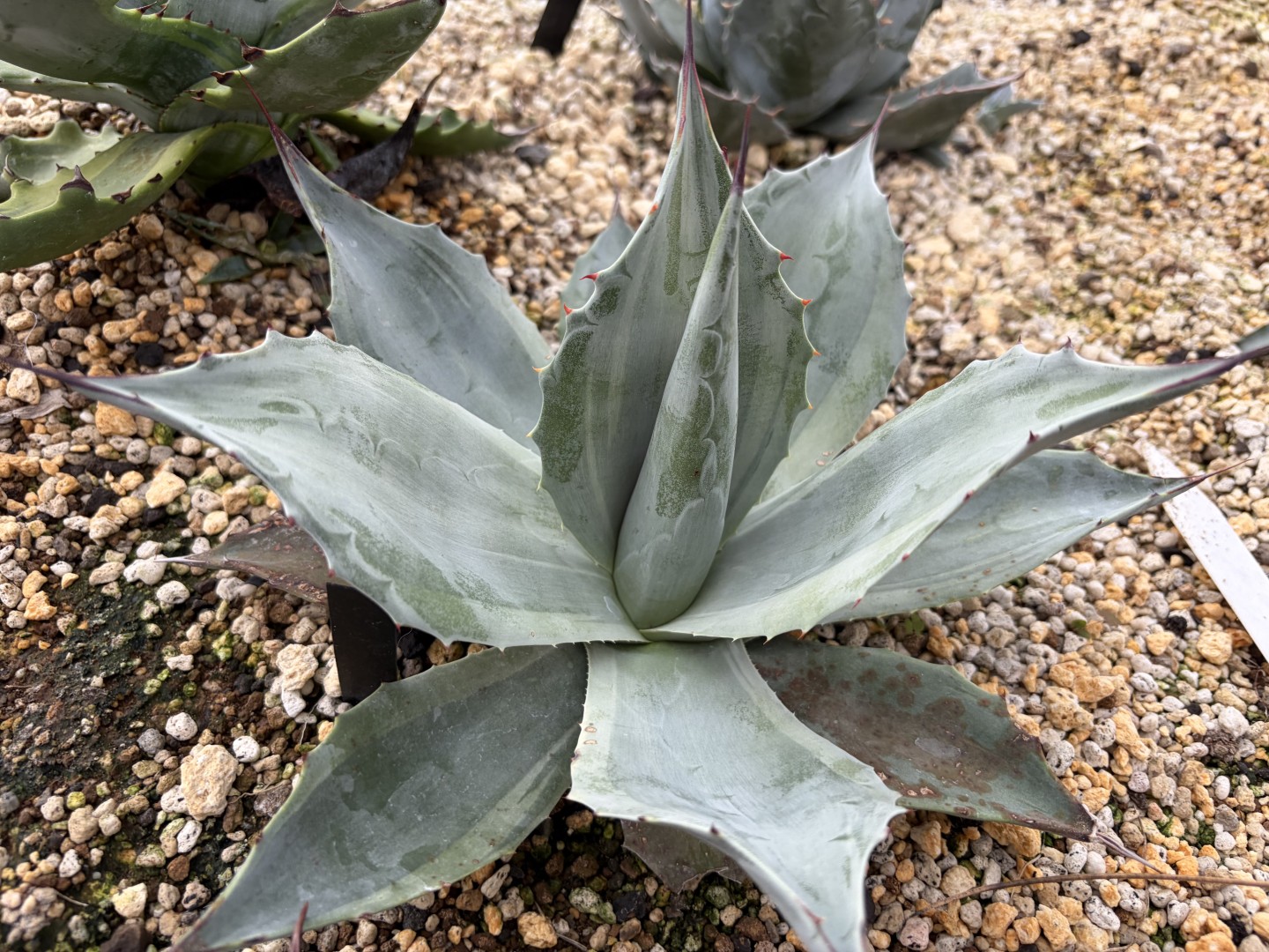 25年11月オバティフォリア凹凸斑の成長記録、横からの写真