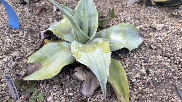 25年11月オバティフォリアバリエガータの成長記録、横からの写真