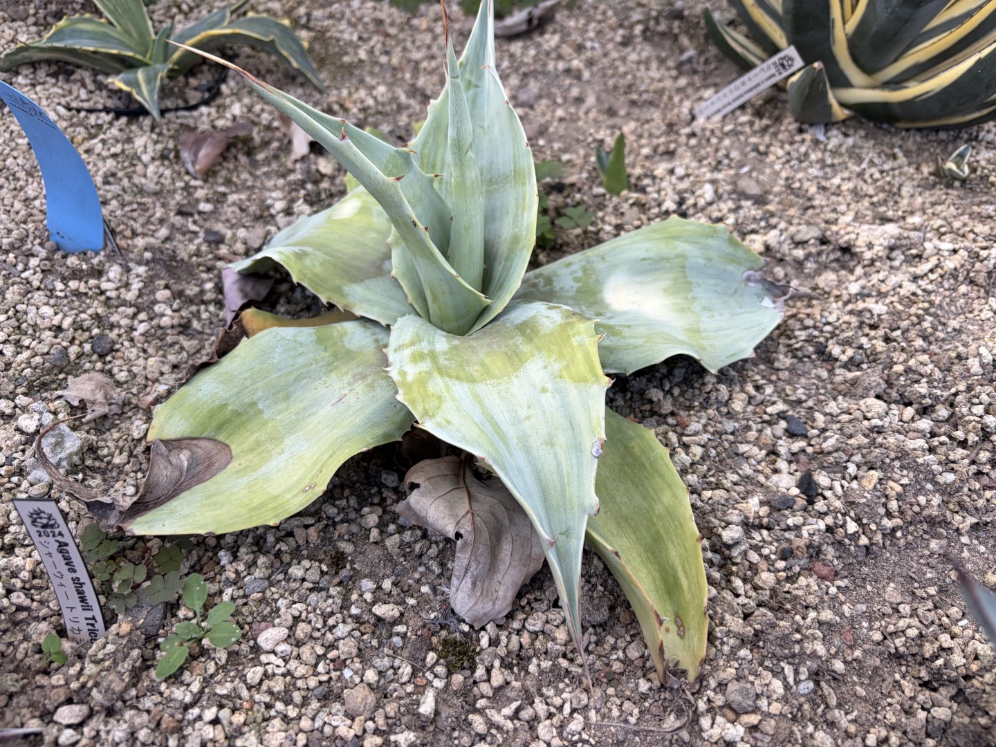 25年11月オバティフォリアバリエガータの成長記録、横からの写真