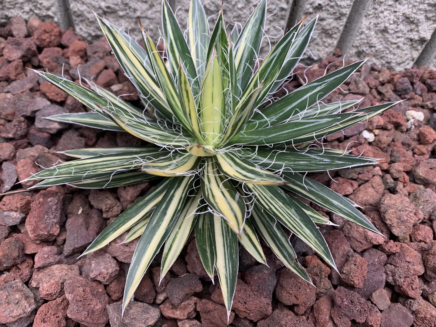 アガベ　フェリフィラ縞斑