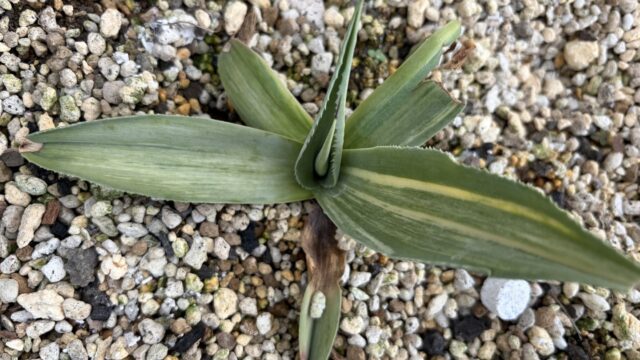 25年11月オバティフォリア極縞の成長記録、上からの写真