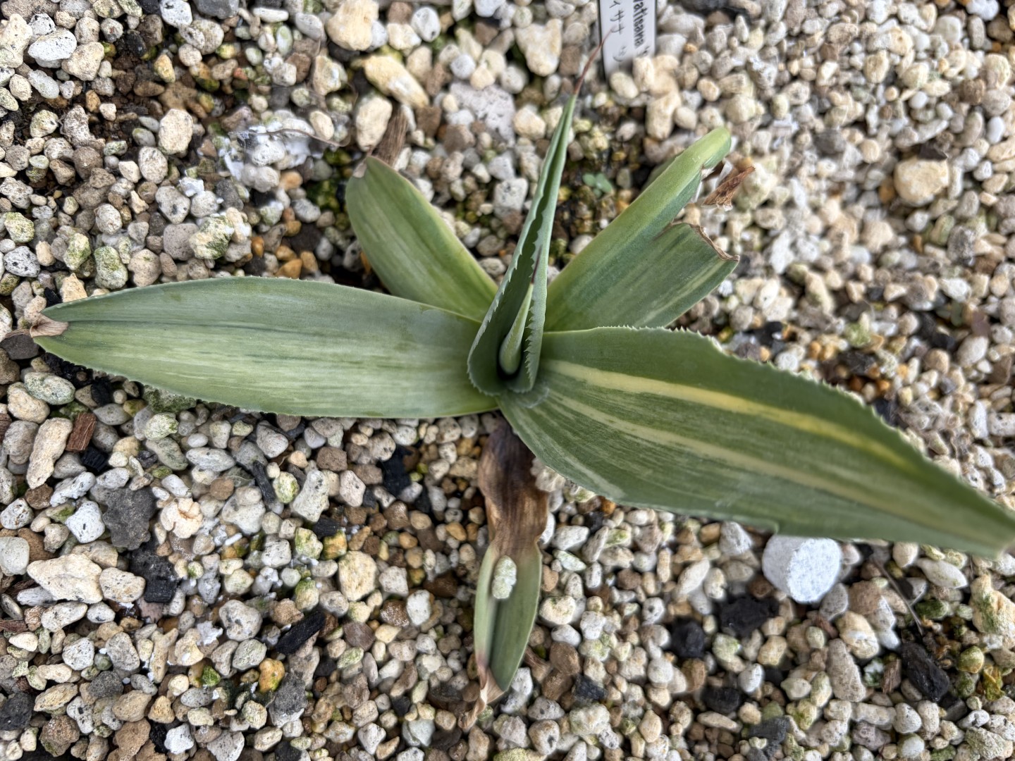 25年11月オバティフォリア極縞の成長記録、上からの写真