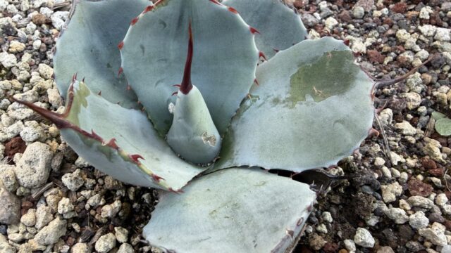 25年12月パリートランカータの成長記録、横からの写真