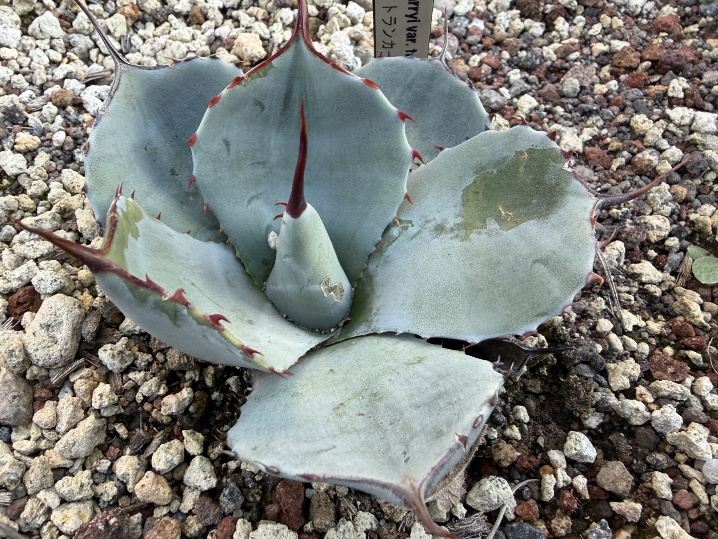 25年12月パリートランカータの成長記録、横からの写真