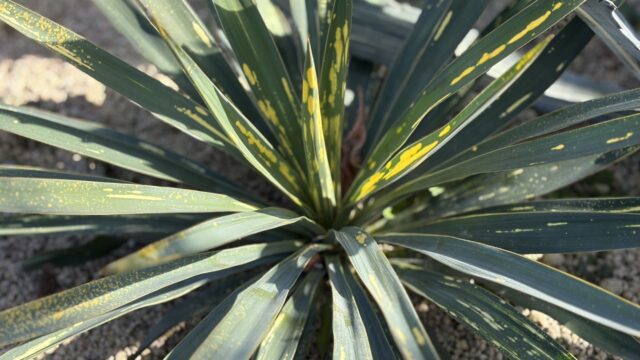 25年12月ユッカ　グロリオサ散り斑の成長記録、横からの写真