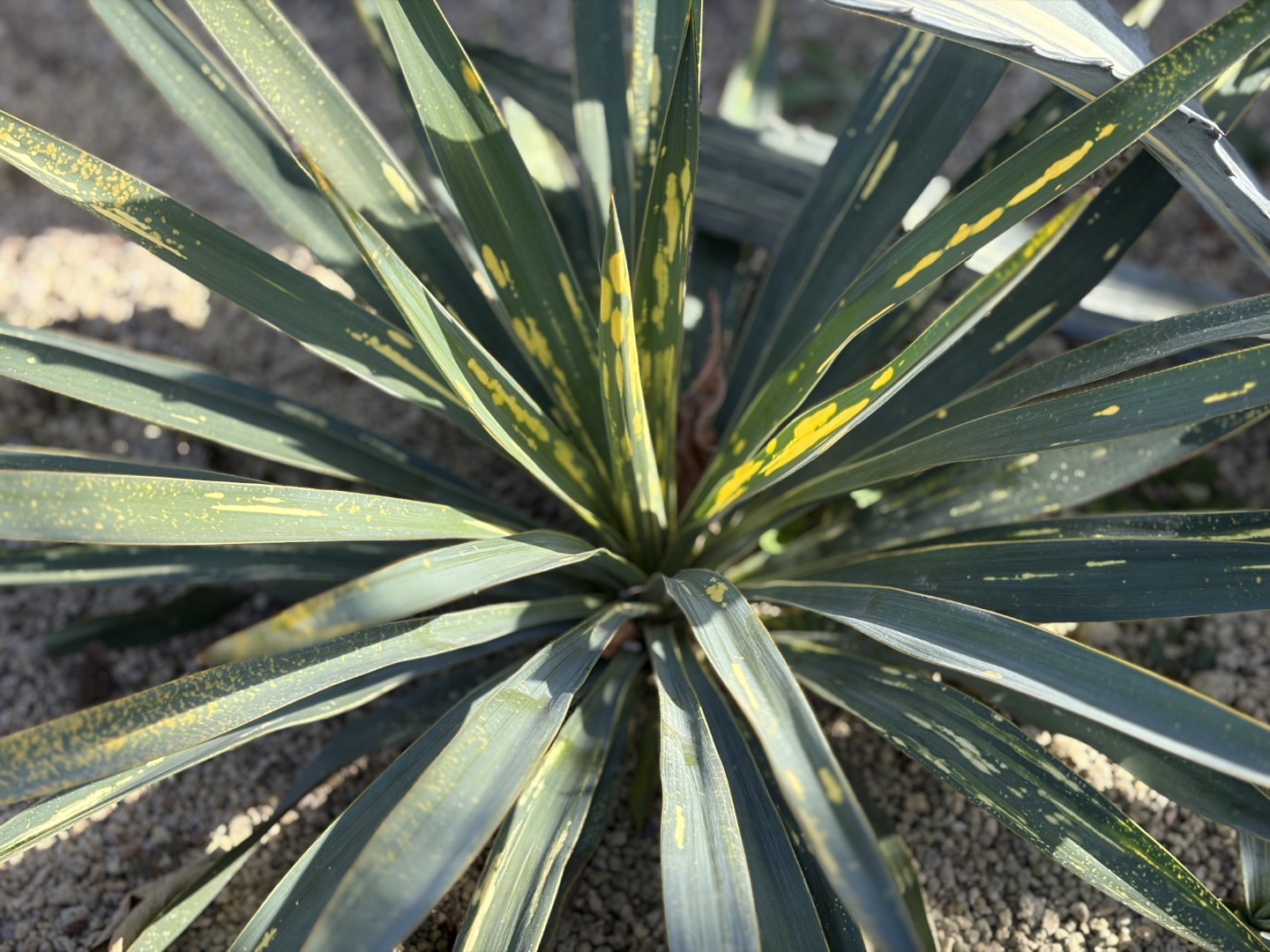 25年12月ユッカ　グロリオサ散り斑の成長記録、横からの写真