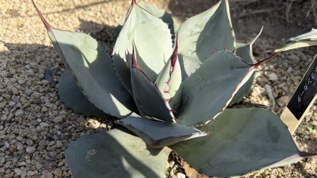 25年12月パリートランカータの成長記録、横からの写真