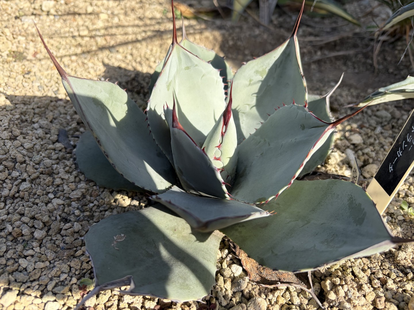 25年12月パリートランカータの成長記録、横からの写真