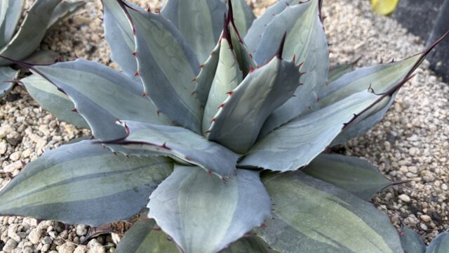 25年12月パリー吉祥天錦の成長記録、横からの写真