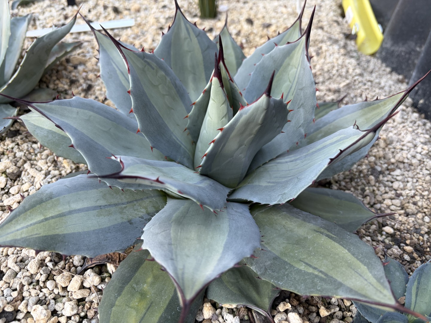 25年12月パリー吉祥天錦の成長記録、横からの写真