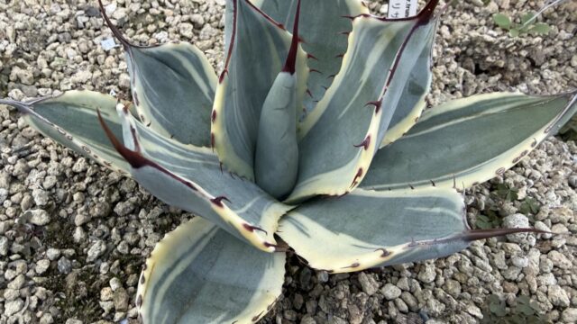 25年12月パリートランカータオリザバの成長記録、横からの写真