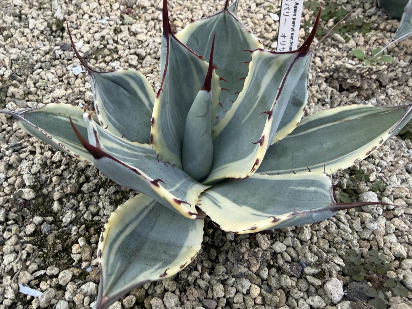 25年12月パリートランカータオリザバの成長記録、横からの写真