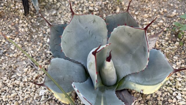 25年12月パリートランカータライムストリークの成長記録、横からの写真