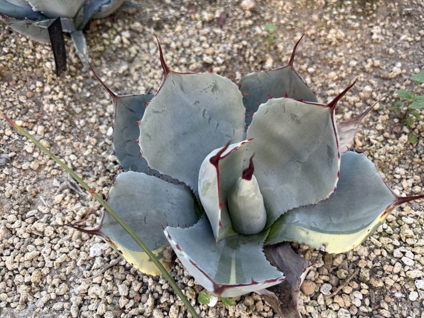 25年12月パリートランカータライムストリークの成長記録、横からの写真