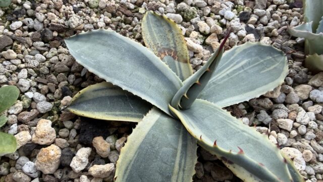 25年12月パリーパリー縞斑？の成長記録、横からの写真