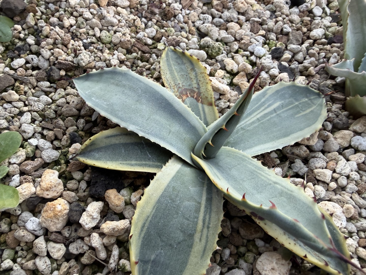 25年12月パリーパリー縞斑？の成長記録、横からの写真