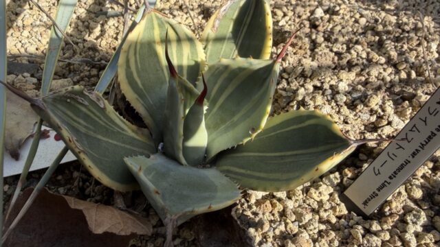 25年12月パリーライムストリークの成長記録、横からの写真