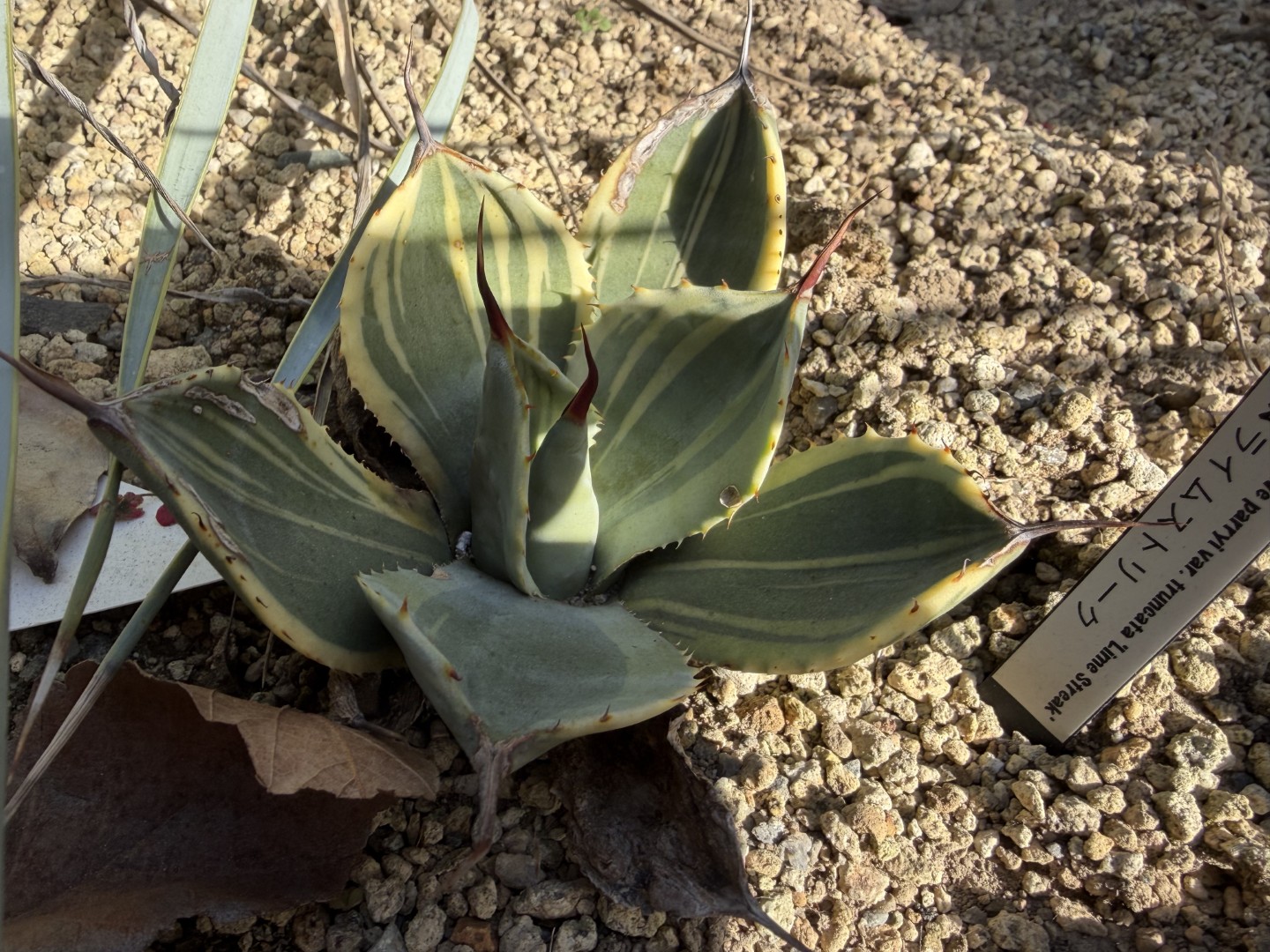 25年12月パリーライムストリークの成長記録、横からの写真