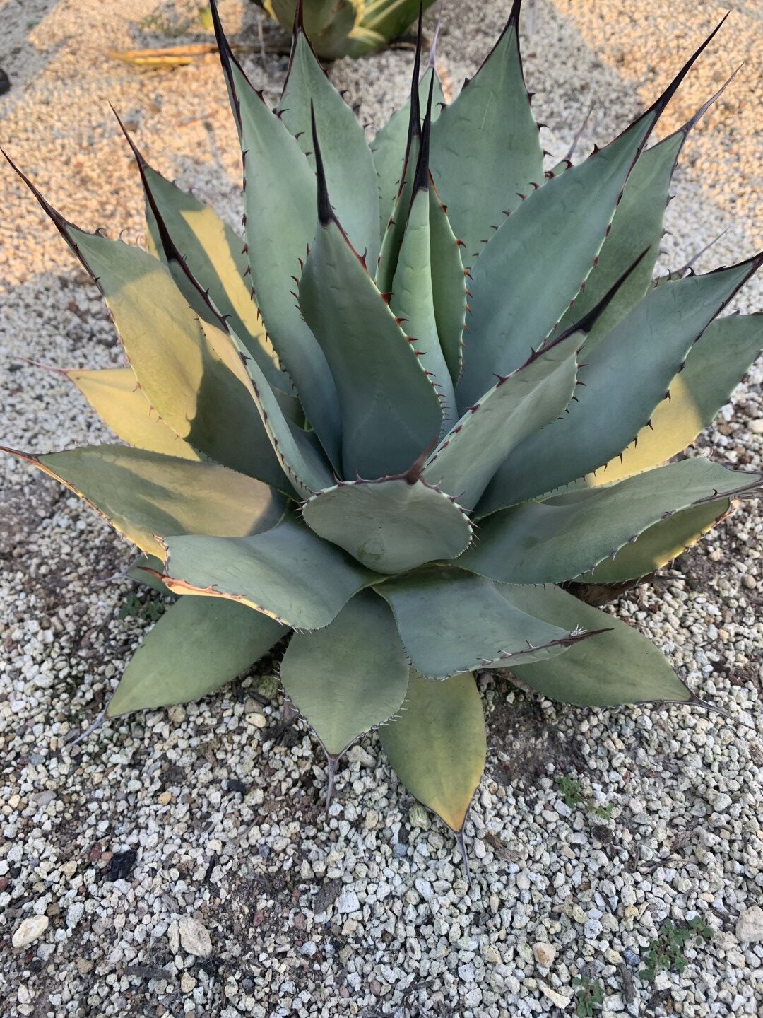 Parryi ‘Chihuahua’