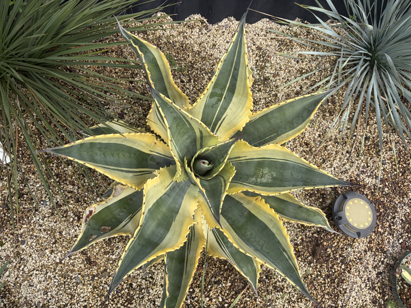 特大‼️ Agave アガベ サルミアナ フェロックス リップルエフェクト 