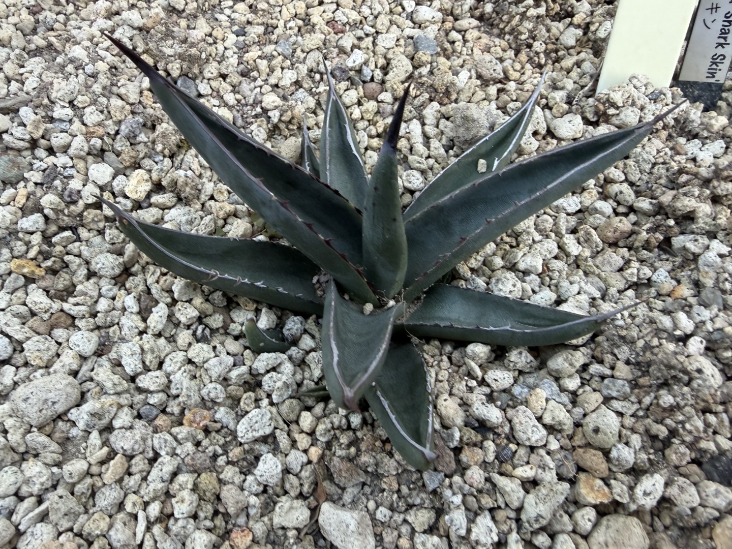 26年1月シャークスキンの成長記録、横からの写真