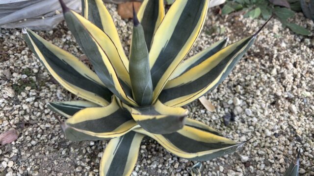 26年1月ホワイトグレートシャークの成長記録、横からの写真