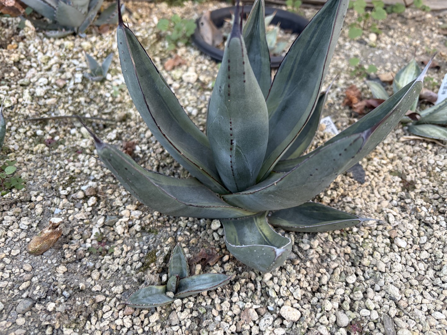 26年1月シャークバイトの成長記録、横からの写真