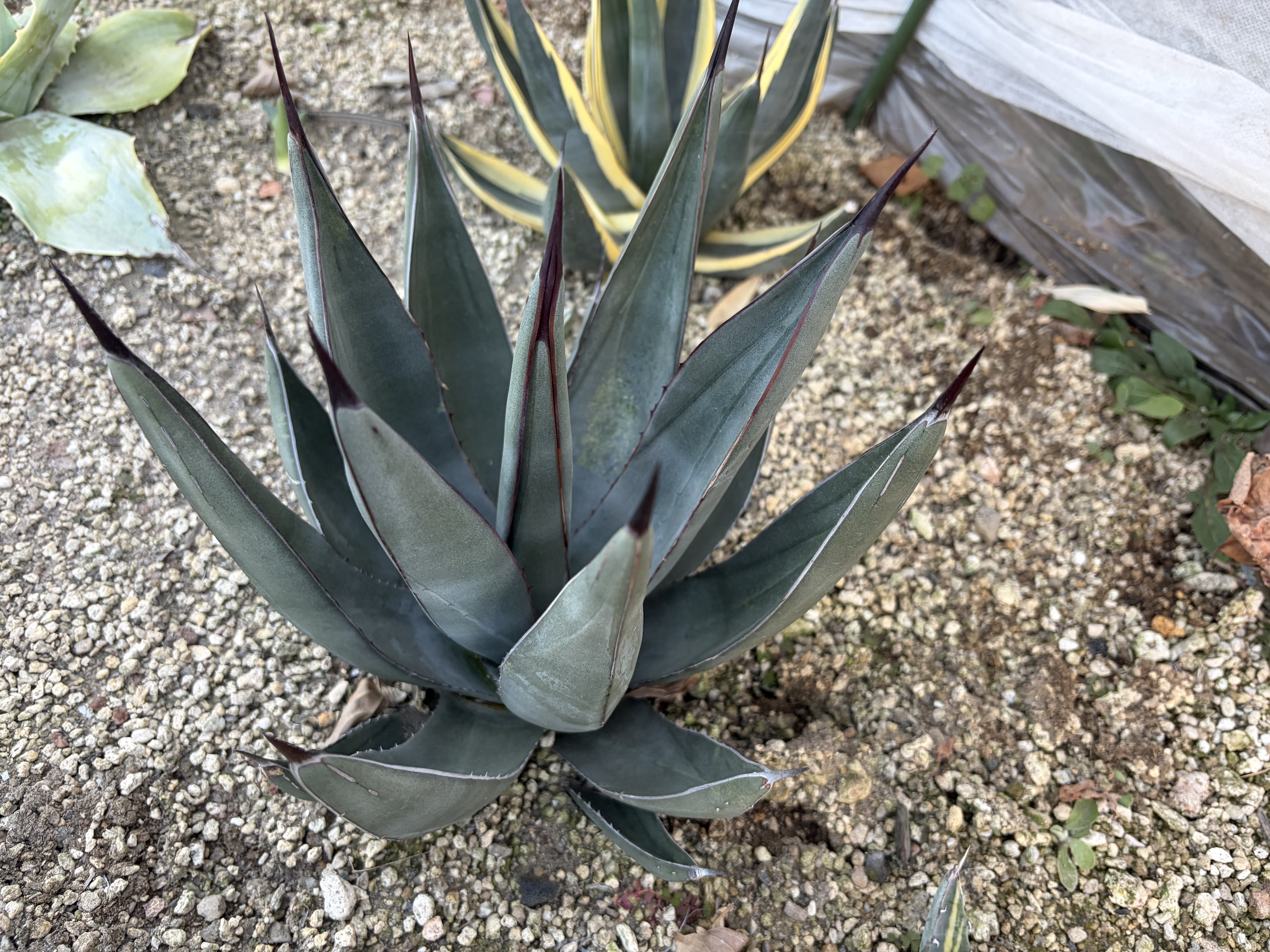 26年1月マコシャークの成長記録、横からの写真