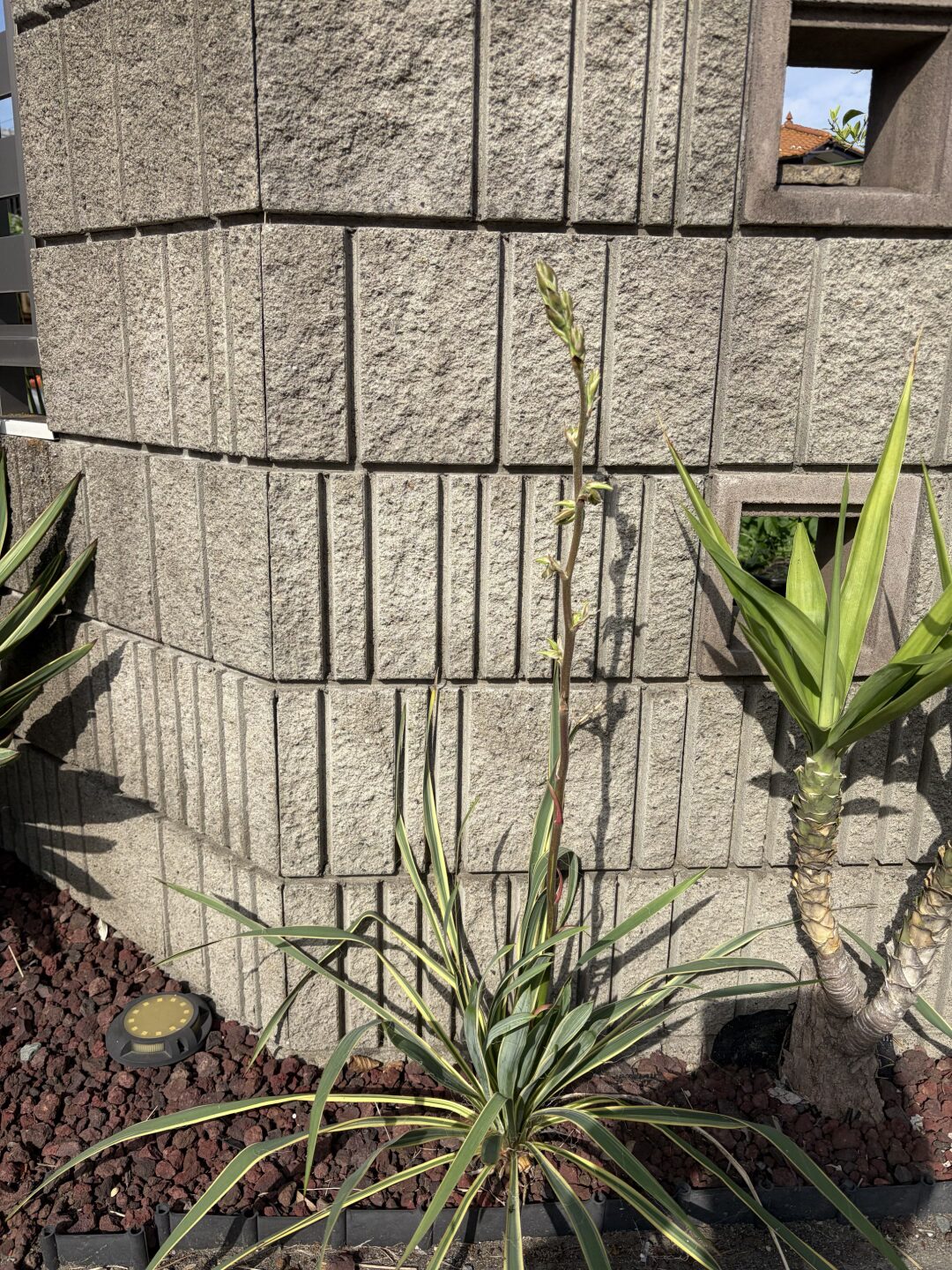 フィラメントーサ　ブライトエッジの開花実況Yucca Filamentosa ‘Bright Edge’