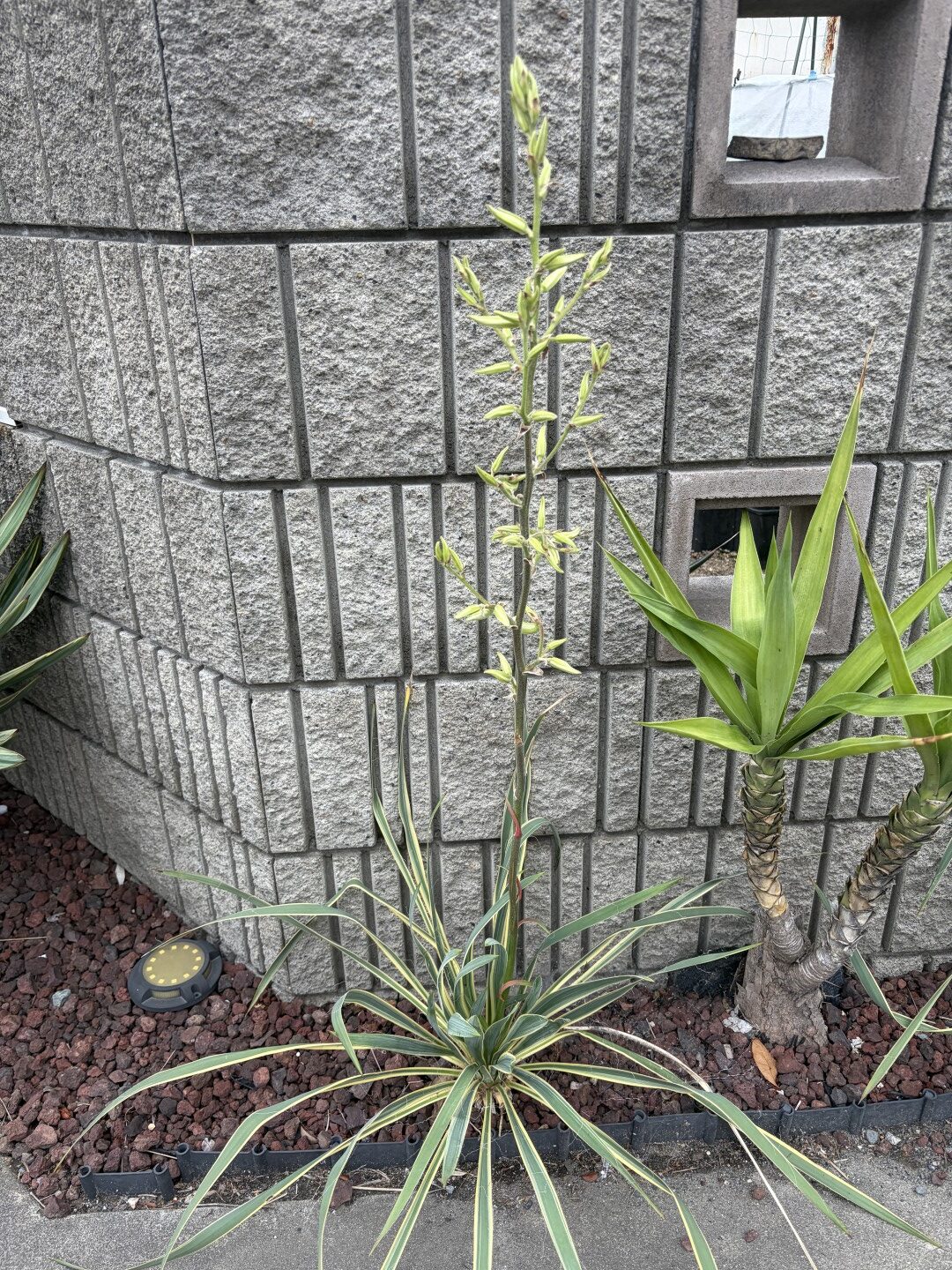フィラメントーサ　ブライトエッジの開花実況Yucca Filamentosa ‘Bright Edge’