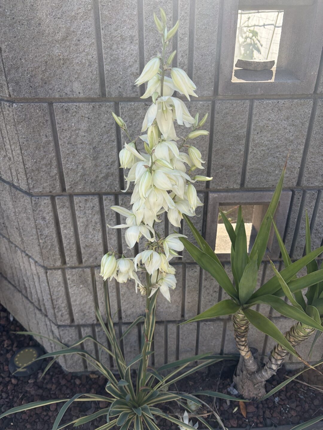 フィラメントーサ　ブライトエッジの開花実況Yucca Filamentosa ‘Bright Edge’