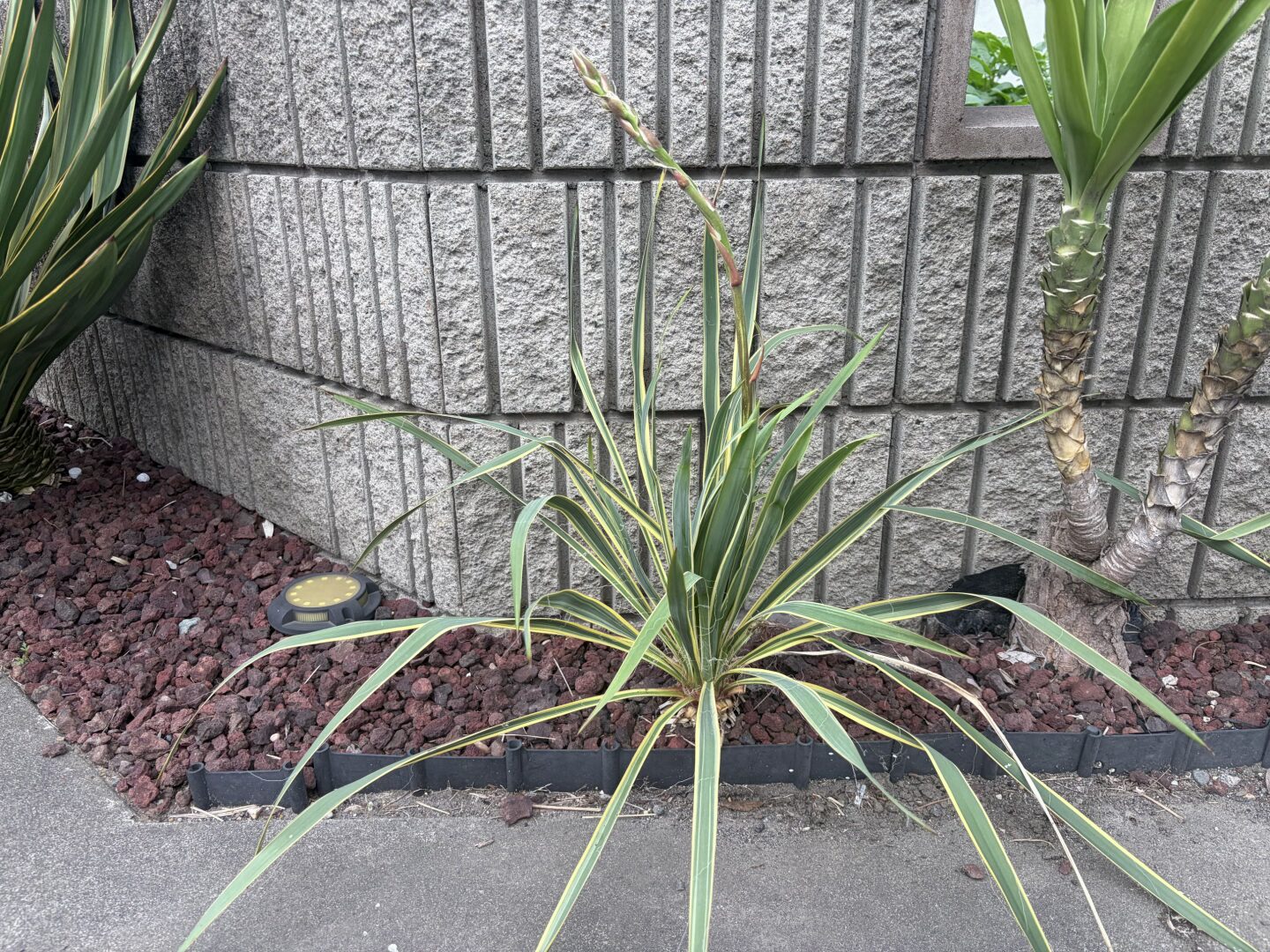フィラメントーサ　ブライトエッジの開花実況Yucca Filamentosa ‘Bright Edge’