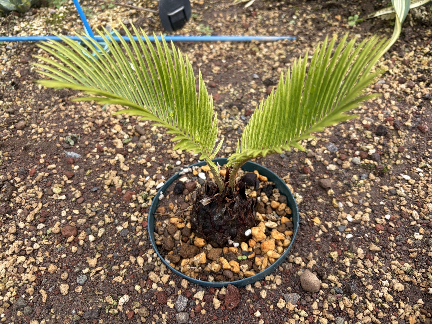 蘇鉄　Variegated Cycas revoluta