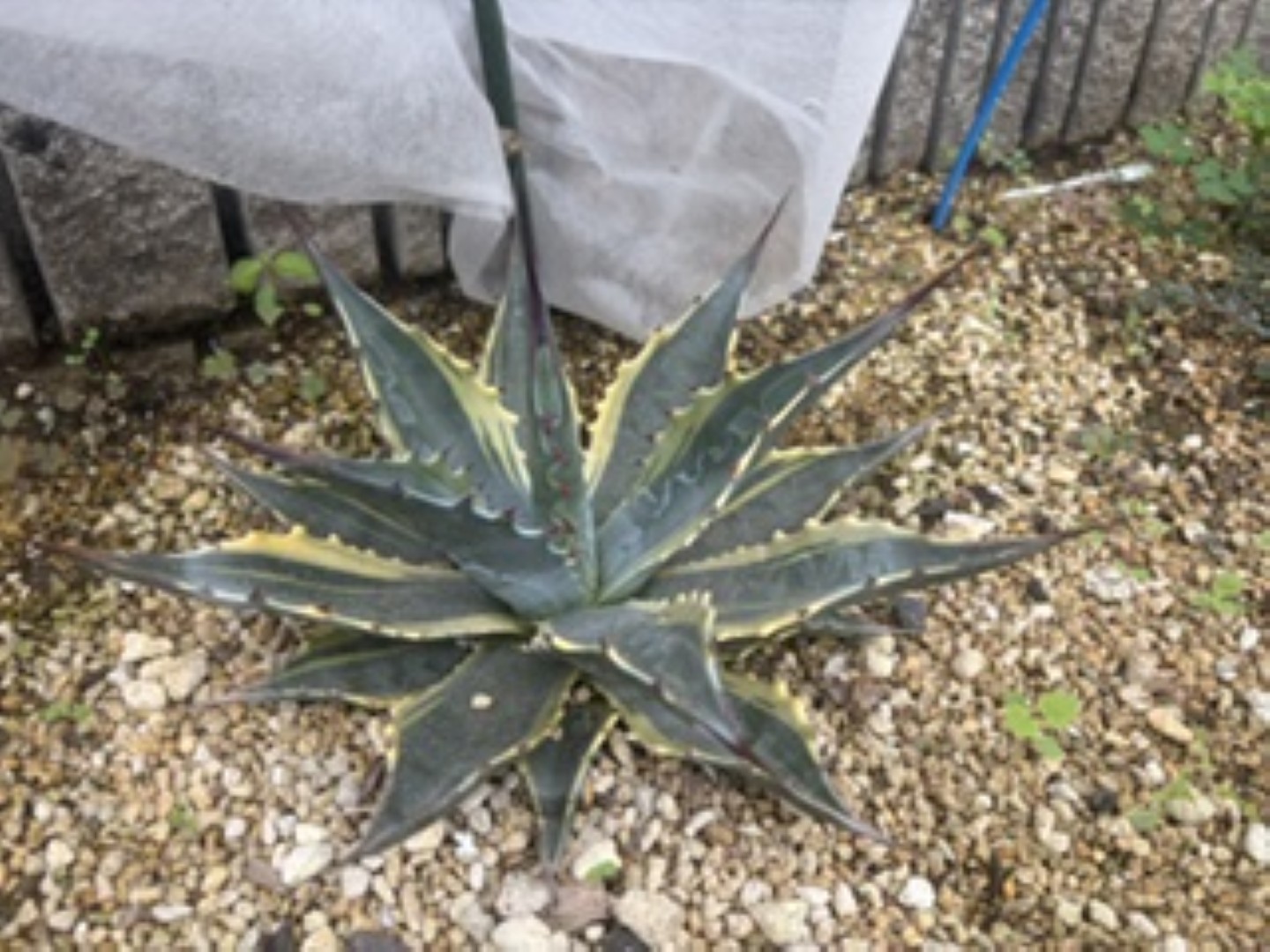 26年9月　横