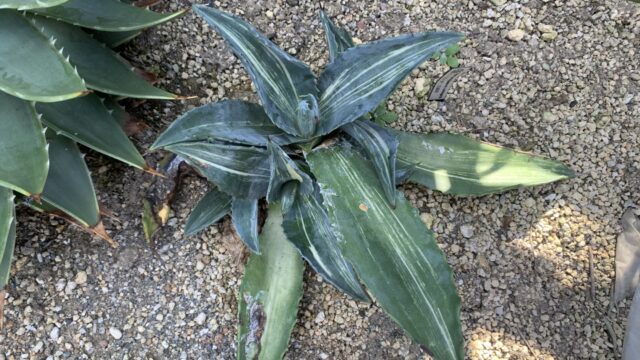 アガベの芯止め後に子株が出たアメリカーナ白縞斑が大きくなった所
