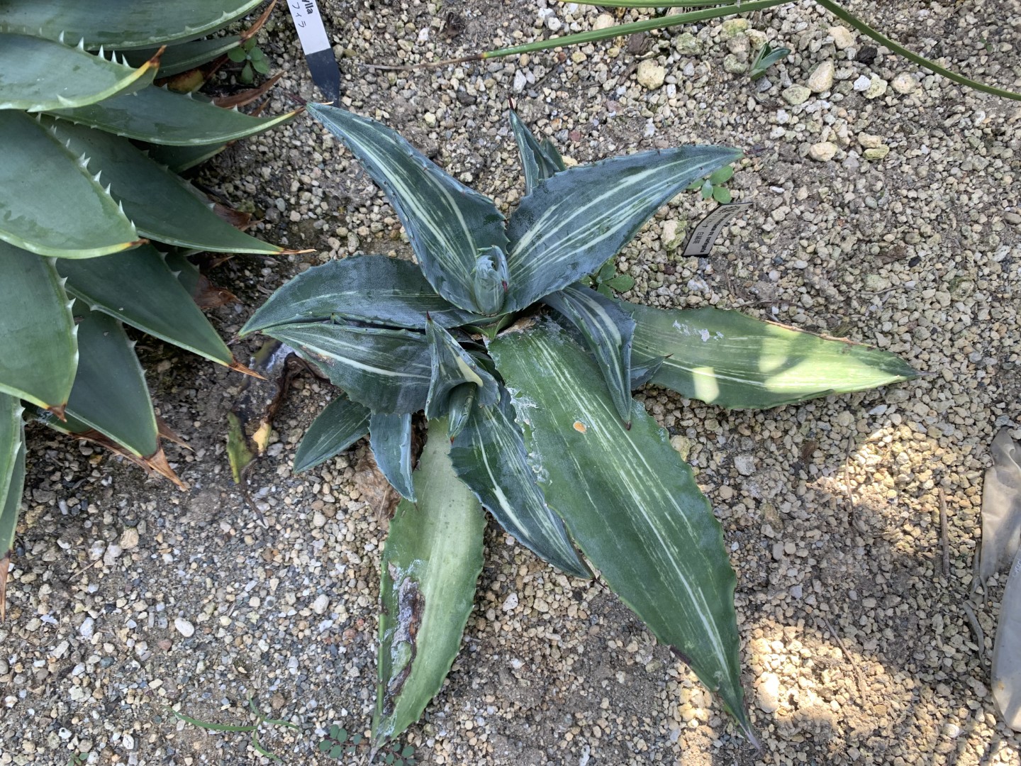 アガベの芯止め後に子株が出たアメリカーナ白縞斑が大きくなった所