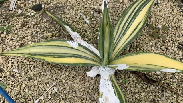 25年11月アメリカーナトリカラーの成長記録、横からの写真