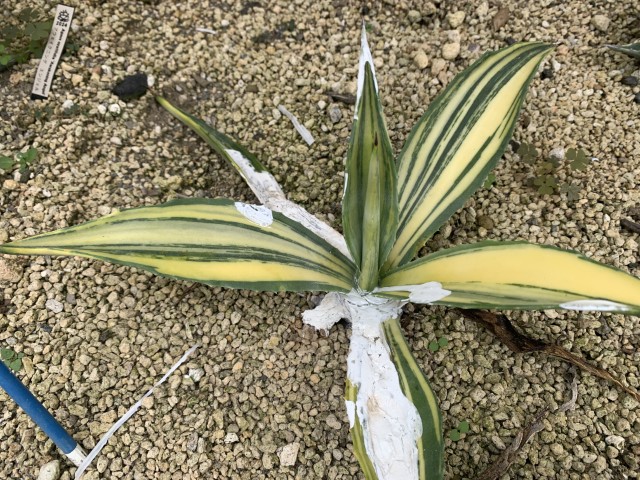 25年11月アメリカーナトリカラーの成長記録、横からの写真