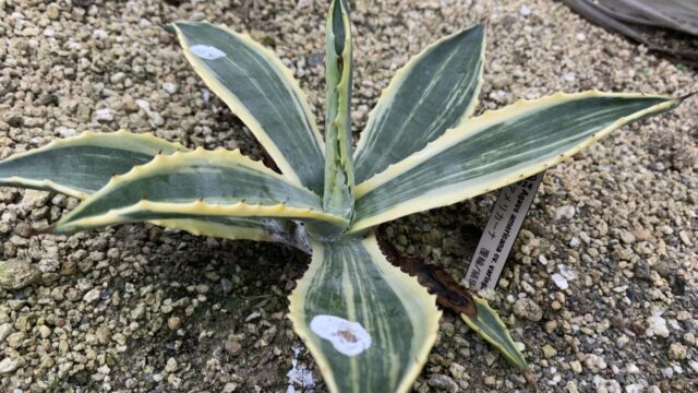 25年11月アメリカーナ総柄の成長記録、横からの写真